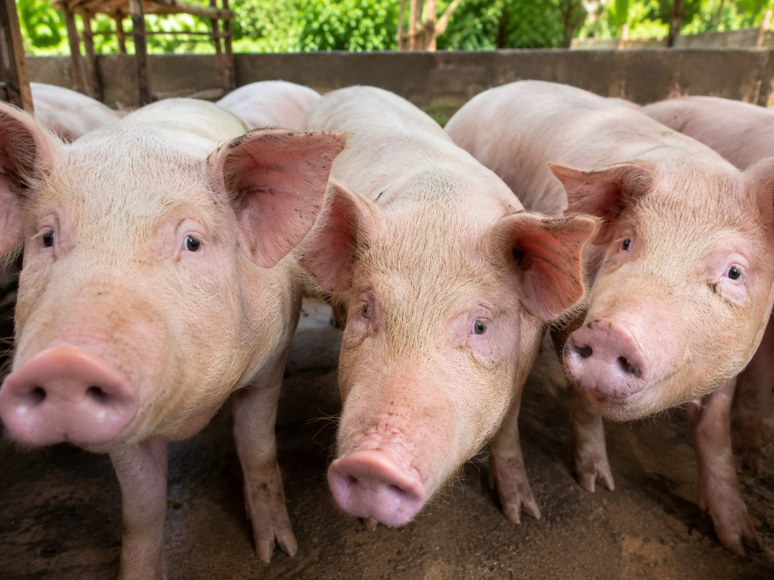 Porcs en bonne santé dans une porcherie camerounaise